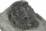 Large Hollardops Trilobite Fossil - Ofaten, Morocco #273421-5